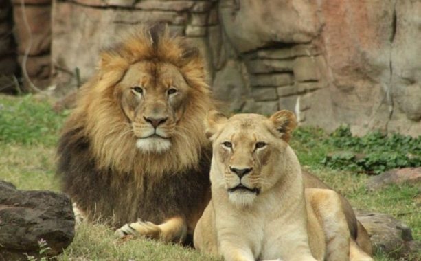 family-friendly zoos in Texas